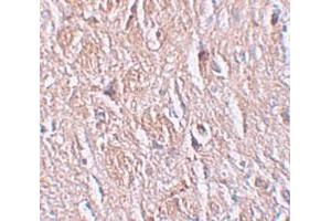 Immunohistochemistry (IHC) image for anti-Leucine Rich Repeat Transmembrane Neuronal 4 (LRRTM4) (Middle Region) antibody (ABIN1030989) (LRRTM4 anticorps  (Middle Region))
