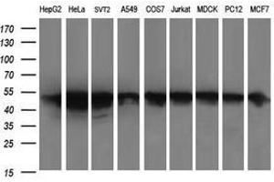 Image no. 2 for anti-Zinc Finger and SCAN Domain Containing 21 (Zscan21) antibody (ABIN1501865) (ZSCAN21 anticorps)