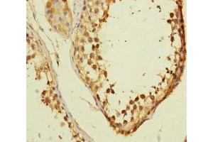 Immunohistochemistry of paraffin-embedded human testis tissue using ABIN7175312 at dilution of 1:100