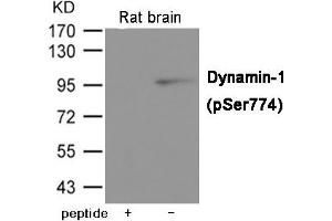 Western blot analysis of extracts from Rat brain tissue using Dynamin-1 (Phospho-Ser774) Antibody.