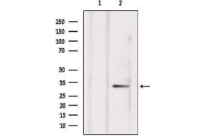 Western blot analysis of extracts from hepg2, using NXPH4 Antibody. (Neurexophilin 4 anticorps  (Internal Region))