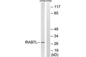 Western blot analysis of extracts from HT-29 cells, using RAB7L1 Antibody.