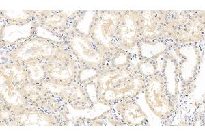 Detection of VEGF165 in Porcine Kidney Tissue using Monoclonal Antibody to Vascular Endothelial Growth Factor 165 (VEGF165) (VEGF 165 (AA 28-191) anticorps)