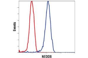 Image no. 3 for anti-Neural Precursor Cell Expressed, Developmentally Down-Regulated 8 (NEDD8) (N-Term) antibody (ABIN221543)