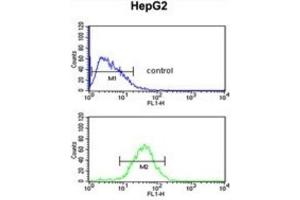 Flow Cytometry (FACS) image for anti-WD Repeat Domain 43 (WDR43) antibody (ABIN3002363) (WDR43 anticorps)