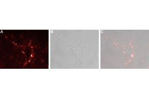 Expression of VPAC2 in rat PC12 cells - Cell surface detection of VPAC2 in live intact rat pheochromocytoma (PC12) cells. (VIPR2 anticorps  (Extracellular))