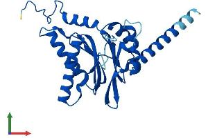AlphaFold protein structure predicition of Mouse Recombinant Psma4 Protein, UniprotID Q9R1P0