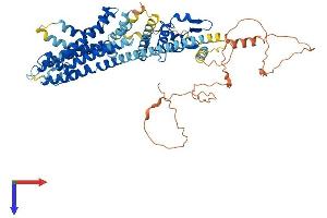 AlphaFold protein structure predicition of Human Recombinant KCND2 Protein, UniprotID Q9NZV8