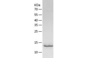 Western Blotting (WB) image for Midkine (Neurite Growth-Promoting Factor 2) (MDK) (AA 21-140) protein (His tag) (ABIN7123967) (Midkine Protein (AA 21-140) (His tag))