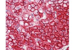 Anti-NUMB antibody IHC of human adrenal.