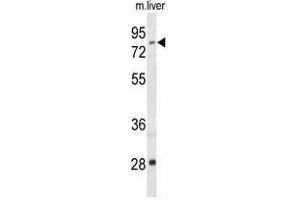 Western blot analysis of ACSS2 Antibody (N-term) in mouse liver tissue lysates (35 µg/lane). (ACSS2 anticorps  (N-Term))