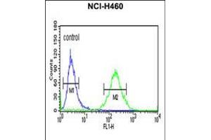 Flow cytometric analysis of NCI-H460 cells (right histogram) compared to a negative control cell (left histogram). (XPA anticorps  (C-Term))