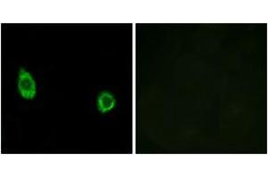 Immunofluorescence (IF) image for anti-Carbohydrate (N-Acetylgalactosamine 4-0) Sulfotransferase 9 (CHST9) (AA 361-410) antibody (ABIN2890185) (CHST9 anticorps  (AA 361-410))