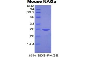 SDS-PAGE analysis of Mouse NAGa Protein.