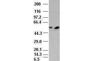 FOXA1 antibody (3C1) at 1:1000 dilution + HepG2 cell lysate (FOXA1 anticorps)
