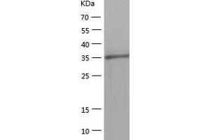 Western Blotting (WB) image for Methenyltetrahydrofolate Synthetase Domain Containing (MTHFSD) (AA 1-383) protein (His-IF2DI Tag) (ABIN7123930)