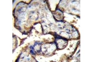 Integrin alpha 5 antibody immunohistochemistry analysis in formalin fixed and paraffin embedded human placenta tissue