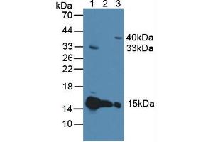 Western blot analysis of (1) Rat Heart Tissue, (2) Mouse Heart Tissue and (3) Human 293T Cells. (Cytochrome C anticorps  (AA 5-100))