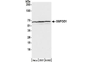 anti-2-Oxoglutarate and Iron-Dependent Oxygenase Domain Containing 1 (OGFOD1) (AA 1-50) antibody