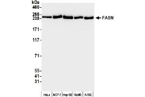 Western Blotting (WB) image for anti-Fatty Acid Synthase (FASN) (AA 2462-2511) antibody (ABIN7453707)