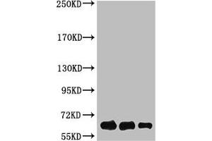 Western Blot analysis of Luciferase protein using antibody diluted at 1:1000 (Luciferase anticorps)