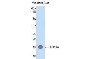 Western Blotting (WB) image for anti-RalA Binding Protein 1 (RALBP1) (AA 381-470) antibody (ABIN1176610) (RALBP1 anticorps  (AA 381-470))