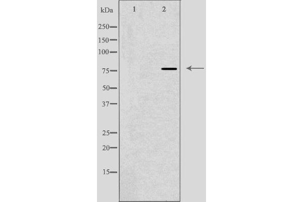 DBF4 antibody  (Internal Region)