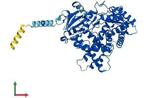 AlphaFold protein structure predicition of Human Recombinant CYP2J2 Protein, UniprotID P51589