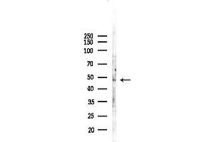 Western blot analysis of lysates from HUVEC cells(starvation,24h treatment), using Oct-6 Antibody at 1/1000 dilution.