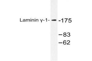 Western blot (WB) analysis of Laminin gamma-1 antibody in extracts from HUVEC cells. (Laminin gamma 1 anticorps)