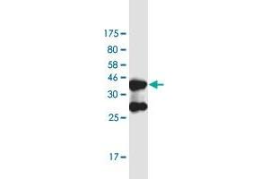 Western Blot detection against Immunogen (37.