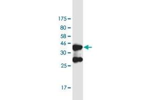 Western Blot detection against Immunogen (37. (DHX38 anticorps  (AA 342-450))