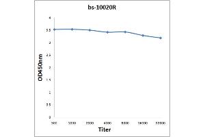 anti-Hydroxyacyl-CoA Dehydrogenase (HADH) (AA 241-314) antibody