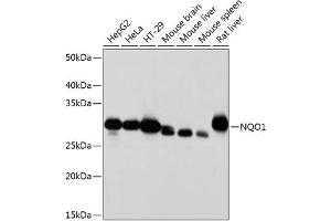 Western blot analysis of extracts of various cell lines, using NQO1 antibody (ABIN7268795) at 1:1000 dilution. (NQO1 anticorps)