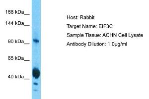 Host: Rabbit Target Name: EIF3C Sample Tissue: Human ACHN Whole Cell  Antibody Dilution: 1ug/ml (EIF3C anticorps  (N-Term))