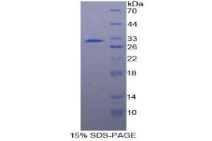 SDS-PAGE (SDS) image for Heat Shock 70kDa Protein 4 (HSPA4) (AA 258-511) protein (His tag) (ABIN2125147) (HSPA4 Protein (AA 258-511) (His tag))