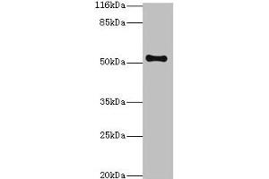 Western blot All lanes: THRB antibody at 2 μg/mL + Mouse liver tissue Secondary Goat polyclonal to rabbit IgG at 1/10000 dilution Predicted band size: 53, 55 kDa Observed band size: 53 kDa (THRB anticorps  (AA 1-461))