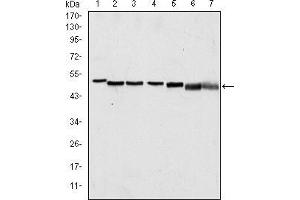 Western blot analysis using p63α mouse mAb against A431 (1), Hela (2), Jurkat (3), THP-1 (4), NIH/3T3 (5), Cos7 (6) and PC-12 (7) cell lysate. (p63alpha anticorps)