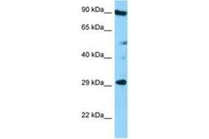 Image no. 1 for anti-Tetraspanin 26 (TSPAN26) (AA 126-175) antibody (ABIN6748306) (CD37 anticorps  (AA 126-175))