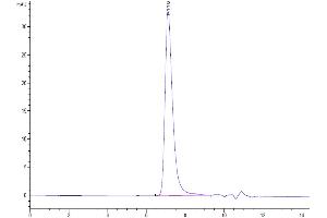 The purity of Human IL-1R3 is greater than 95 % as determined by SEC-HPLC.