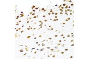 Immunohistochemistry of paraffin-embedded mouse brain using PRPF19 antibody.