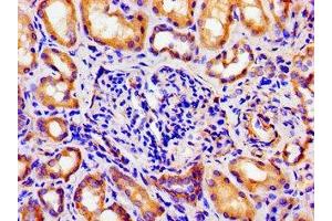 Immunohistochemistry of paraffin-embedded human kidney tissue using ABIN7144647 at dilution of 1:100
