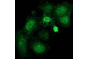 Immunofluorescence (IF) image for anti-Striatin Interacting Protein 1 (STRIP1) antibody (ABIN1498205) (STRIP1 anticorps)