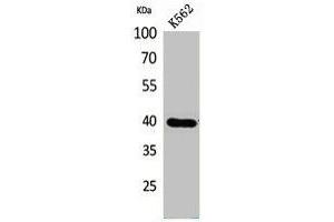 Western Blot analysis of K562 cells using GPR87/95 Polyclonal Antibody. (GPR87 anticorps  (N-Term))