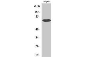 Western Blotting (WB) image for anti-Yes-Associated Protein 1 (YAP1) (Tyr537) antibody (ABIN3187512) (YAP1 anticorps  (Tyr537))