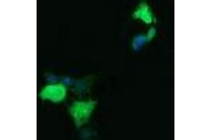 Image no. 2 for anti-Lysozyme (LYZ) antibody (ABIN1499236) (LYZ anticorps)