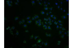 Immunofluorescence staining of A549 cells with ABIN7143977 at 1:100, counter-stained with DAPI.