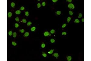 Immunocytochemistry staining of HeLa cells fixed with -20 °C Methanol and using CHD3 (C-terminus) mouse mAb (dilution 1:400).