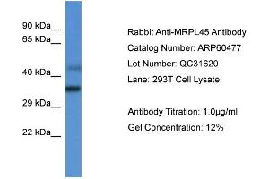 Western Blotting (WB) image for anti-Mitochondrial Ribosomal Protein L45 (MRPL45) (C-Term) antibody (ABIN2788461)