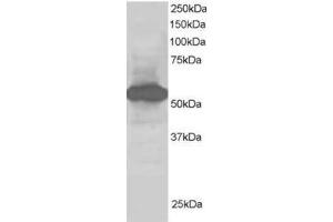 Image no. 1 for anti-Nucleotide Exchange Factor SIL1 (SIL1) (C-Term) antibody (ABIN374355) (SIL1 anticorps  (C-Term))